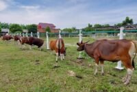 Makna Qurban, Dari Musholla Kecil hingga Keteladanan Nabi Ibrahim) Makna Qurban, Dari Musholla Kecil hingga Keteladanan Nabi Ibrahim